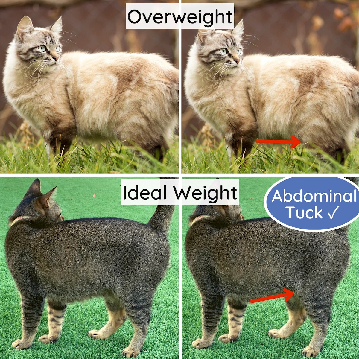 Cat Body Condition Score Chart How to Score Your Cat 19